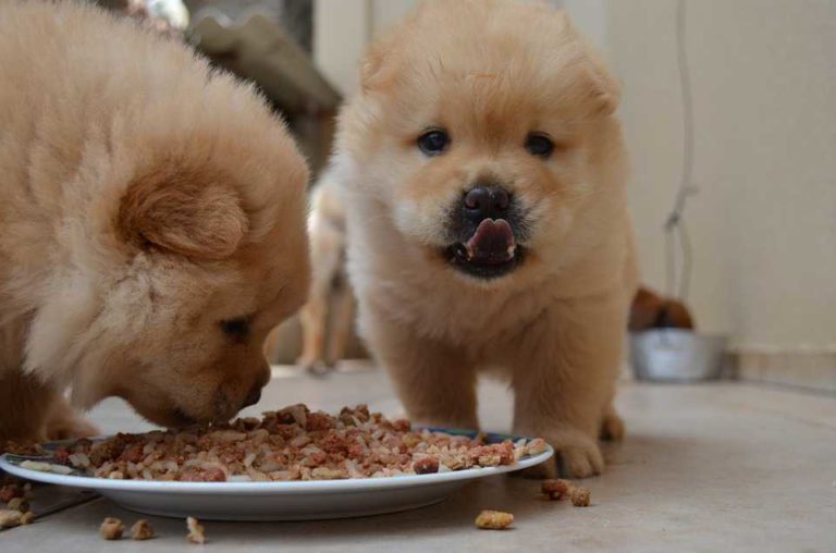 chowchow-448308_960_720_compressor